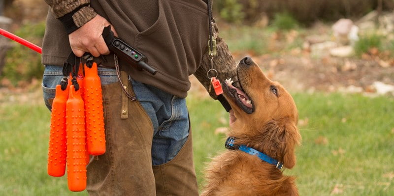 collar adiestramiento perro caza